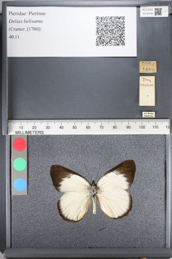 Media type: image;   Entomology 130149